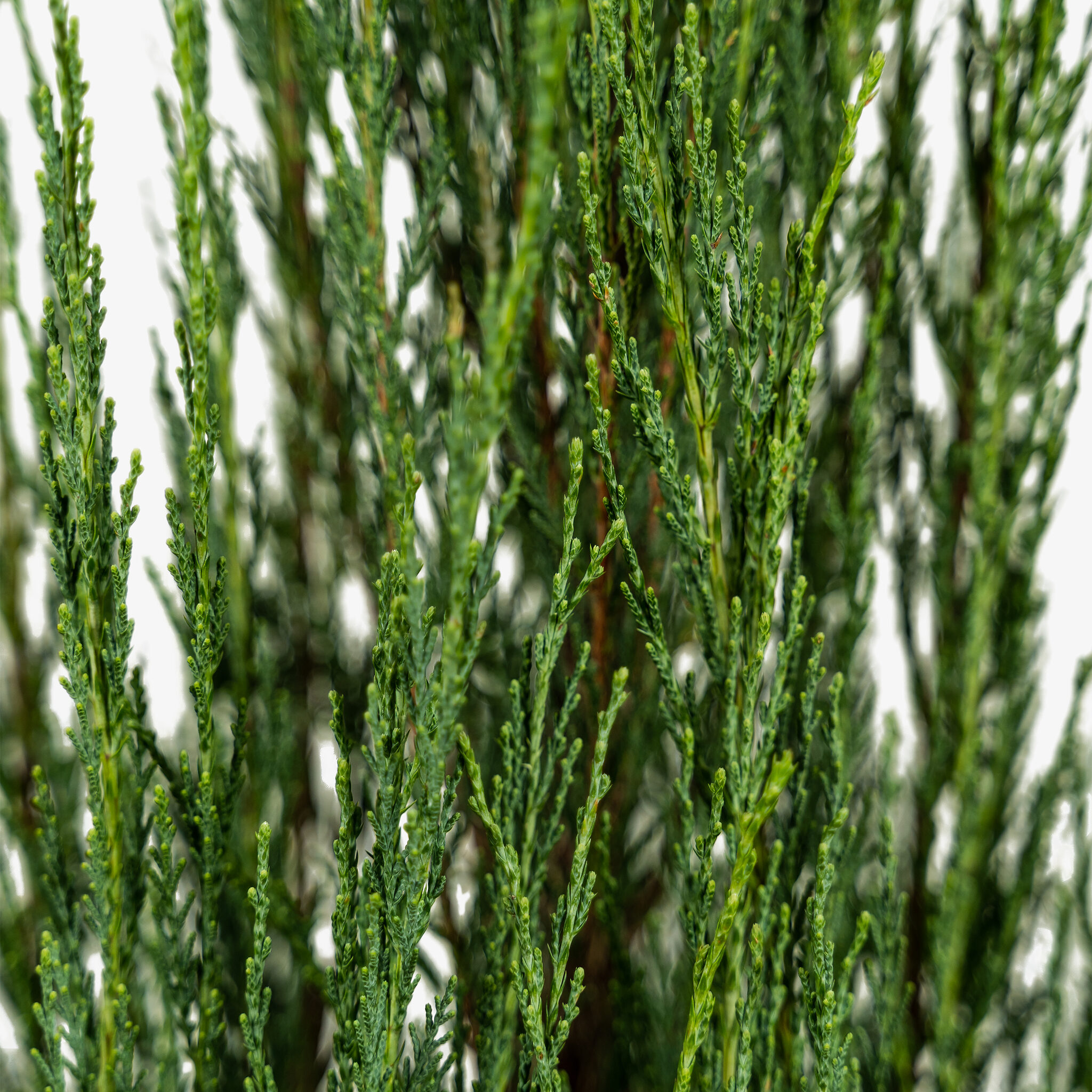 Skyrocket Juniper For Sale Online | The Tree Center