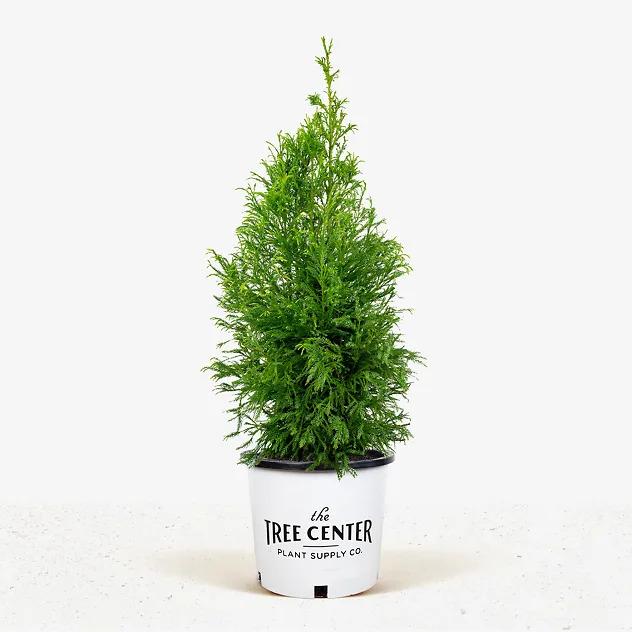 Yoshino Japanese Cryptomeria For Sale Online | The Tree Center