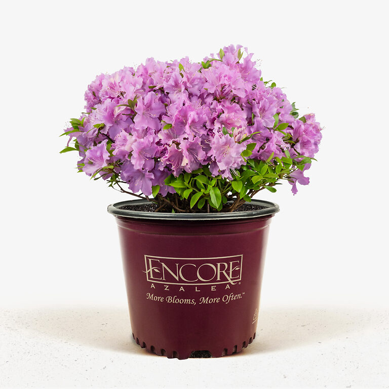 Buy Autumn Lilac Encore Azalea For Sale | The Tree Center