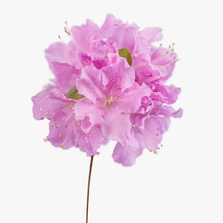 Buy Autumn Lilac Encore Azalea For Sale | The Tree Center