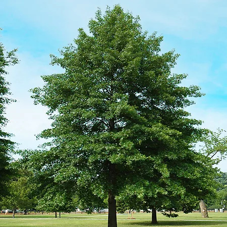 Pin Oak For Sale Online | The Tree Center