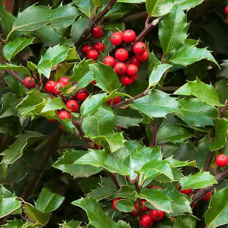 Blue Girl Holly For Sale Online | The Tree Center