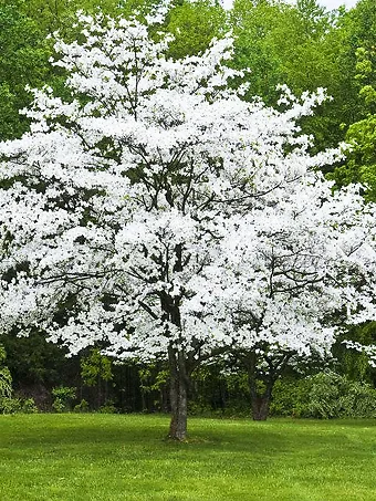 Flowering White Dogwood 1 Copy 340x453.webp