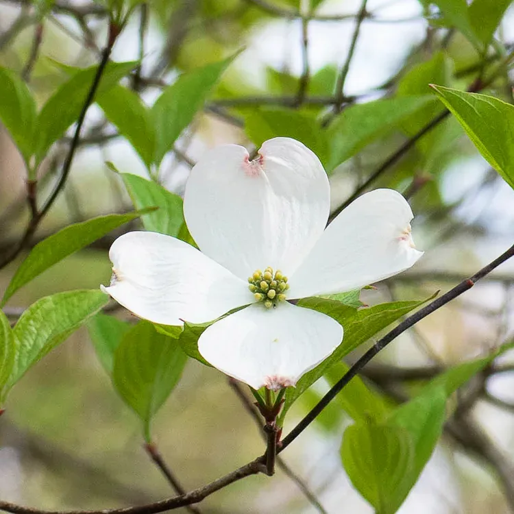 flowering dogwood flower