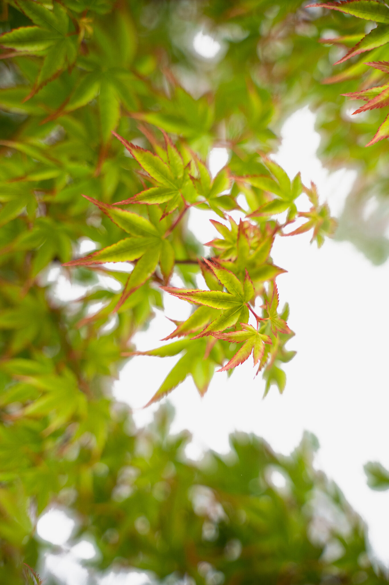 Kiyohime Japanese Maple For Sale Online | The Tree Center