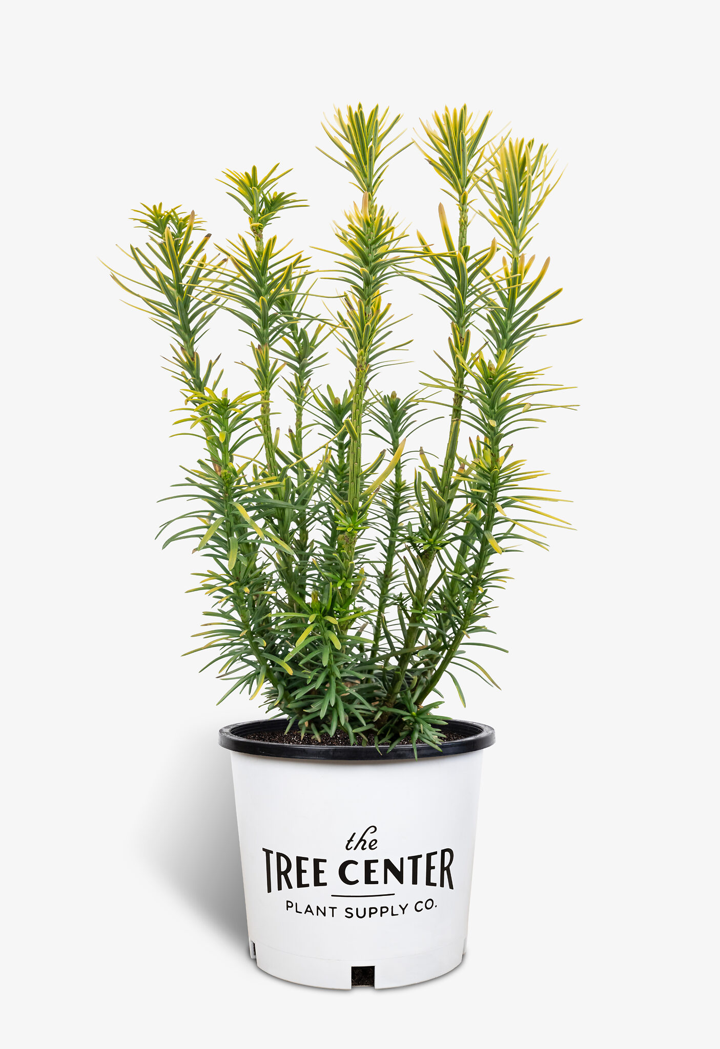 Korean Gold Plum Yew For Sale Online | The Tree Center