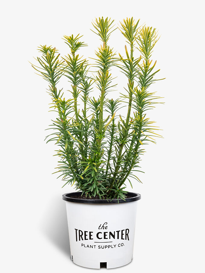 Duke Gardens Plum Yew Trees For Sale | The Tree Center