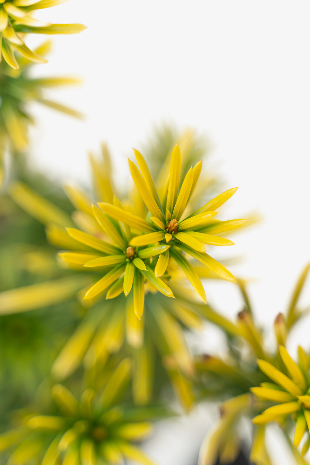 Korean Gold Plum Yew For Sale Online | The Tree Center