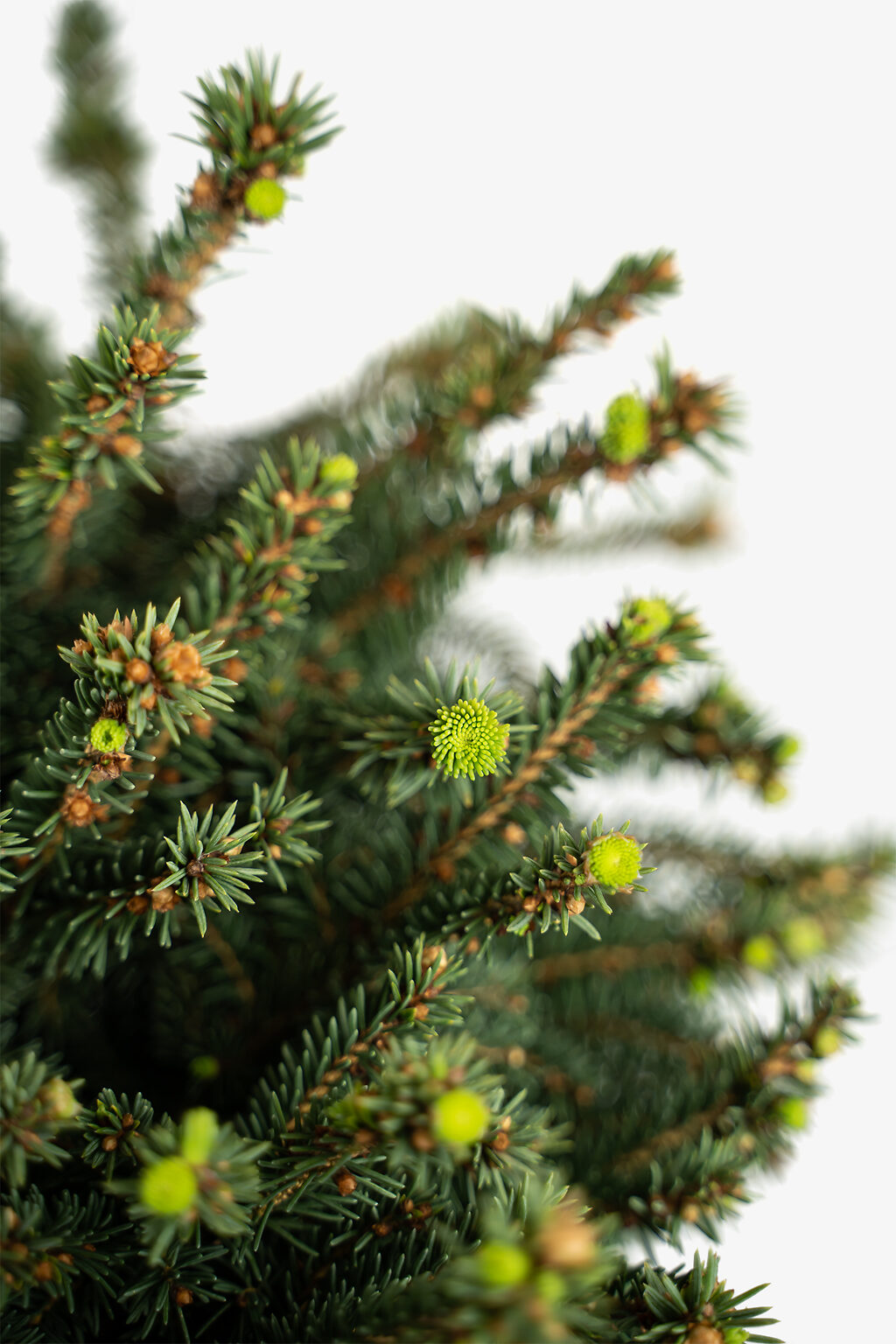 Little Gem Norway Spruce Tree Form For Sale Online | The Tree Center