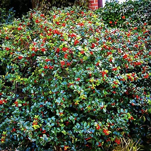 Blue Prince and Princess Combo Holly Bush For Sale Online | The Tree Center