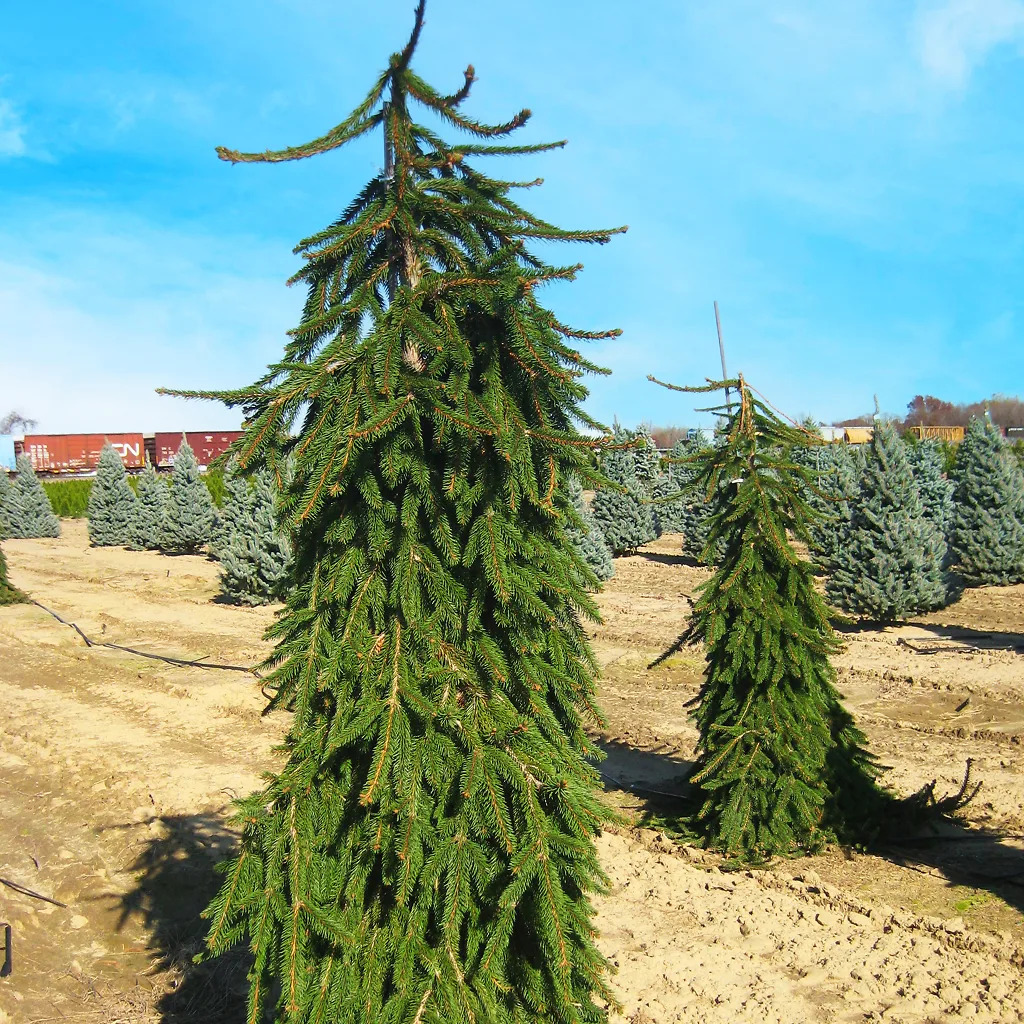 Weeping Norway Spruce For Sale Online | The Tree Center