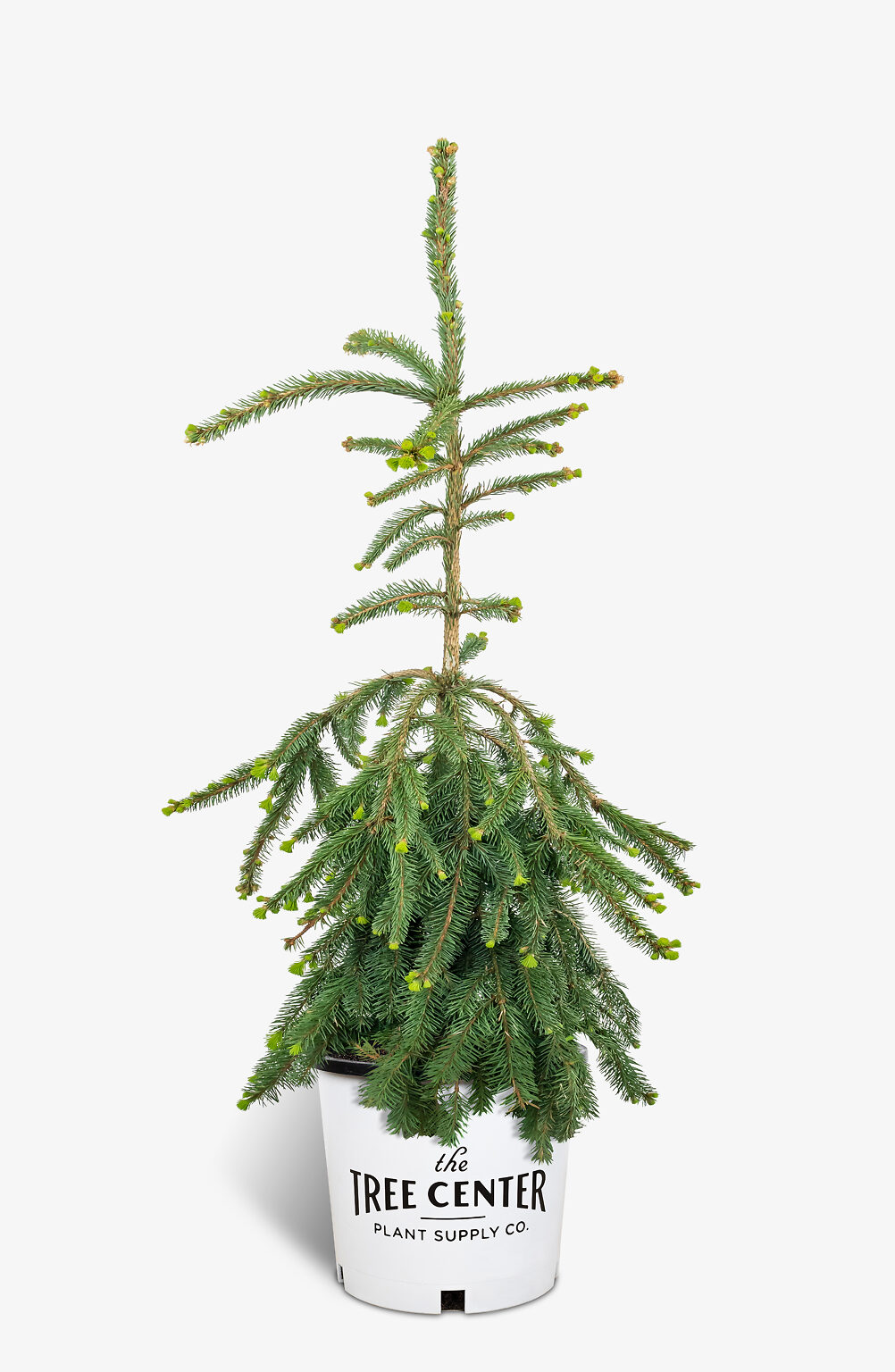 Weeping Norway Spruce For Sale Online The Tree Center 