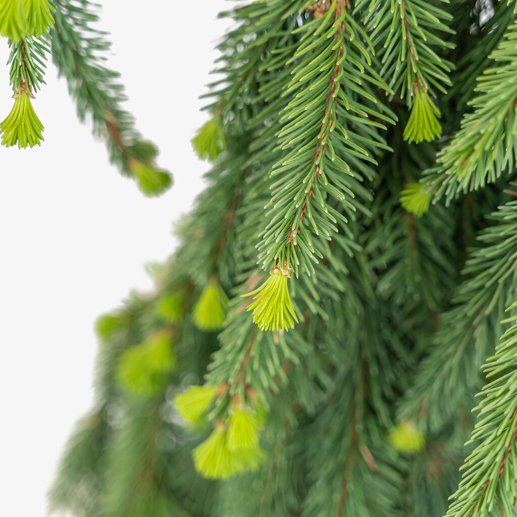 Weeping Norway Spruce For Sale Online | The Tree Center