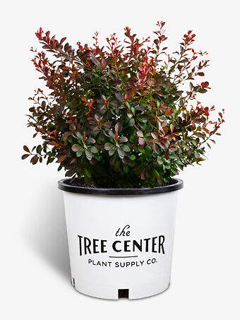 Barberry Shrubs Buy Barberry Shrubs Online The Tree Center