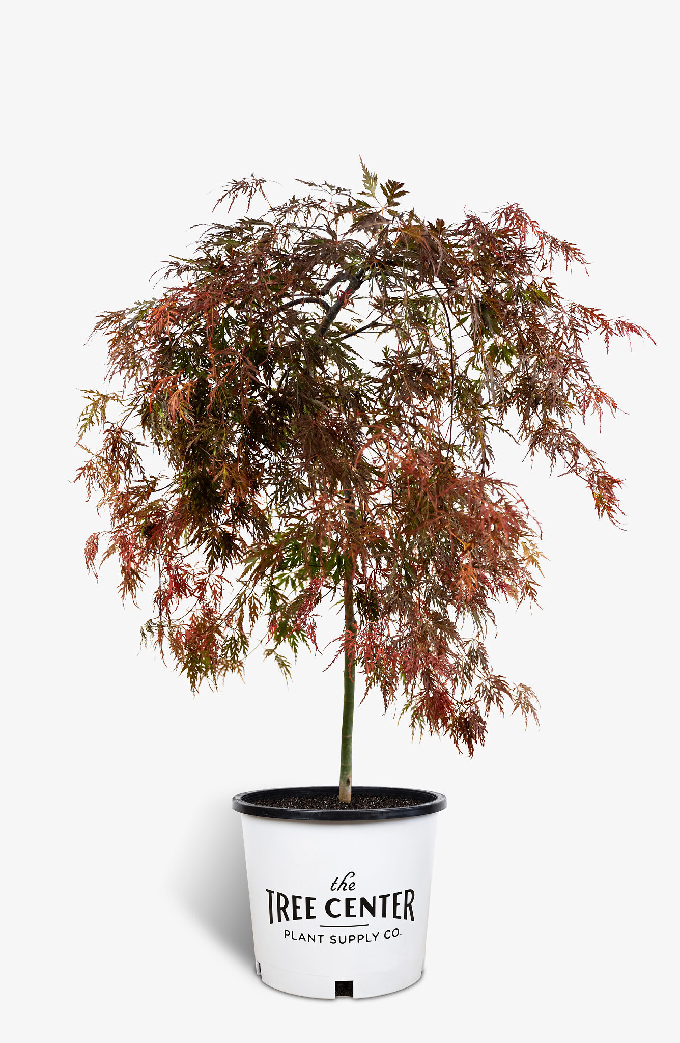 Orangeola Japanese Maple For Sale The Tree Center   Orangeola Japanese Maple 5G 01.1 Copy 1336x2048 