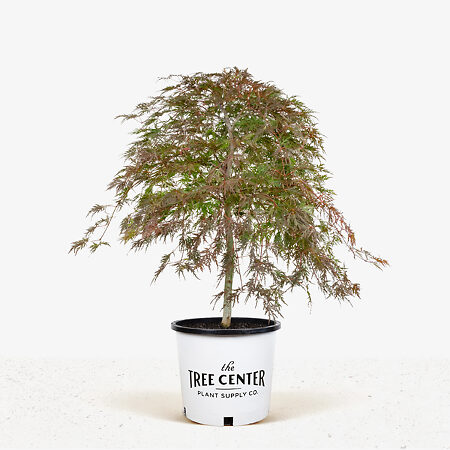 Orangeola Japanese Maple | Buy Orangeola Japanese Maple Tree Online