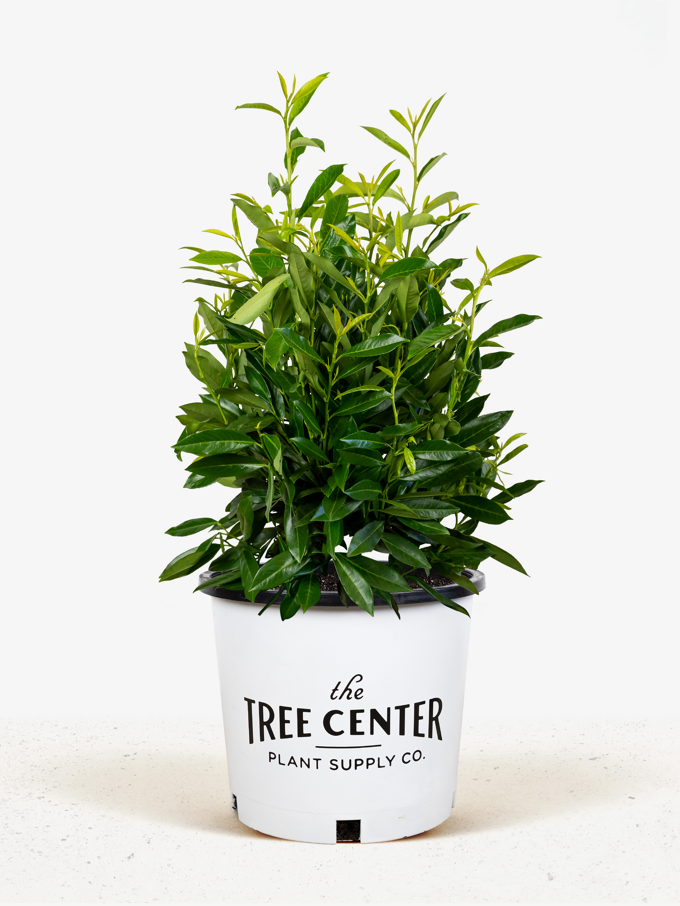 English Cherry Laurel For Sale Online | Buying Guide for English Cherry ...