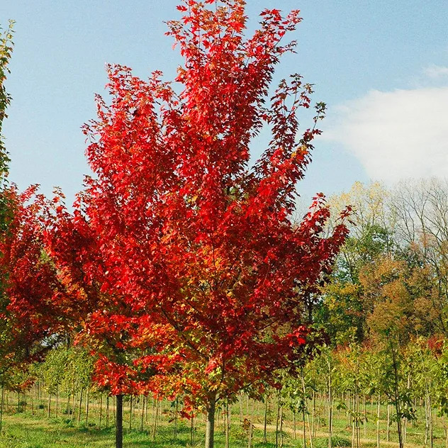 Autumn Flame Red Maple For Sale | The Tree Center