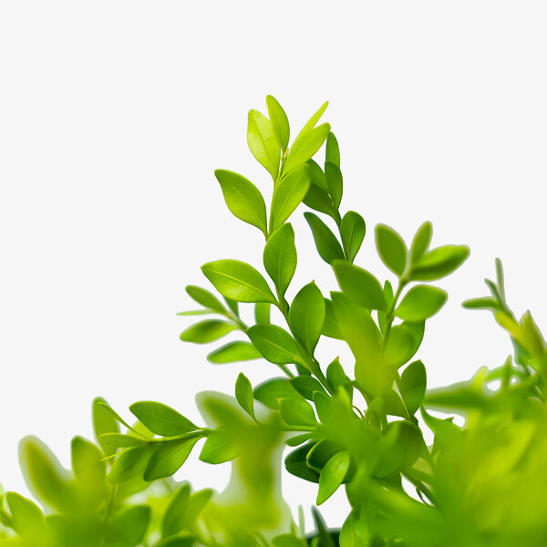 Buy Green Velvet Boxwood Plants