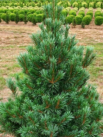 Vanderwolfs Pyramid Limber Pine