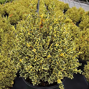 Variegated Boxwood Shrubs For Sale Online | The Tree Center