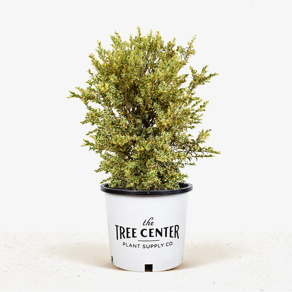 Variegated Boxwood Shrubs For Sale Online The Tree Center