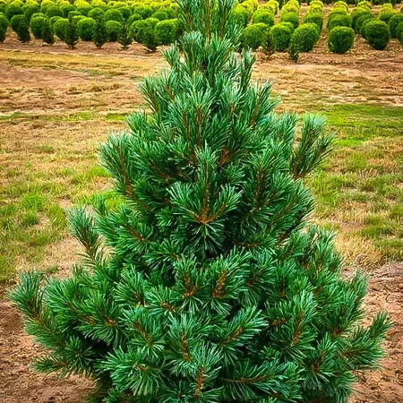 Vanderwolfs Pyramid Limber Pine Trees For Sale | The Tree Center