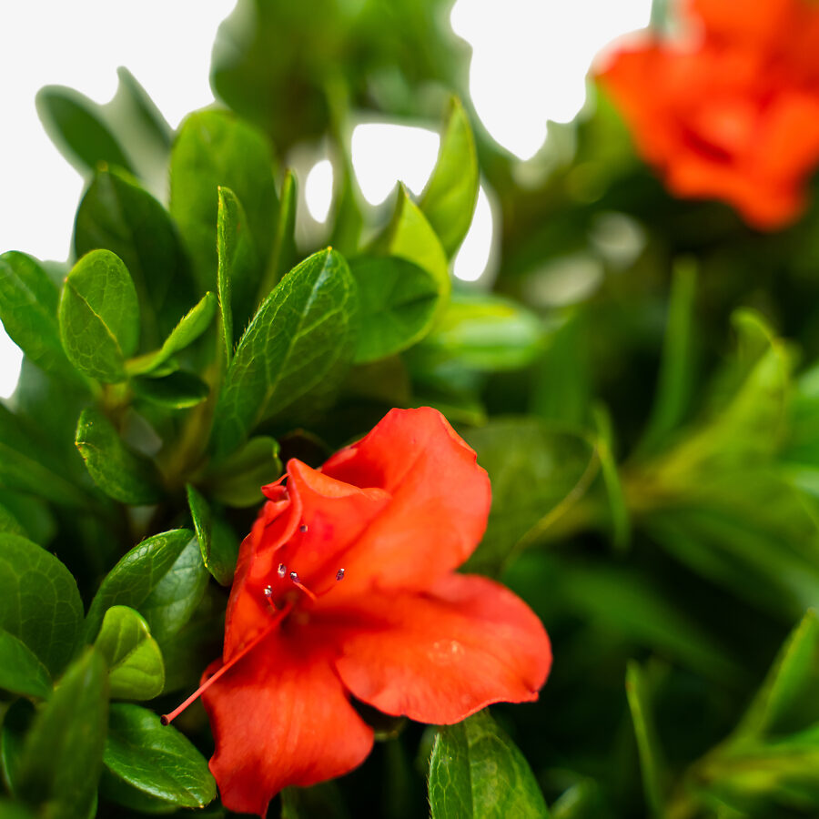 Autumn Sunset Encore Azaleas For Sale | The Tree Center