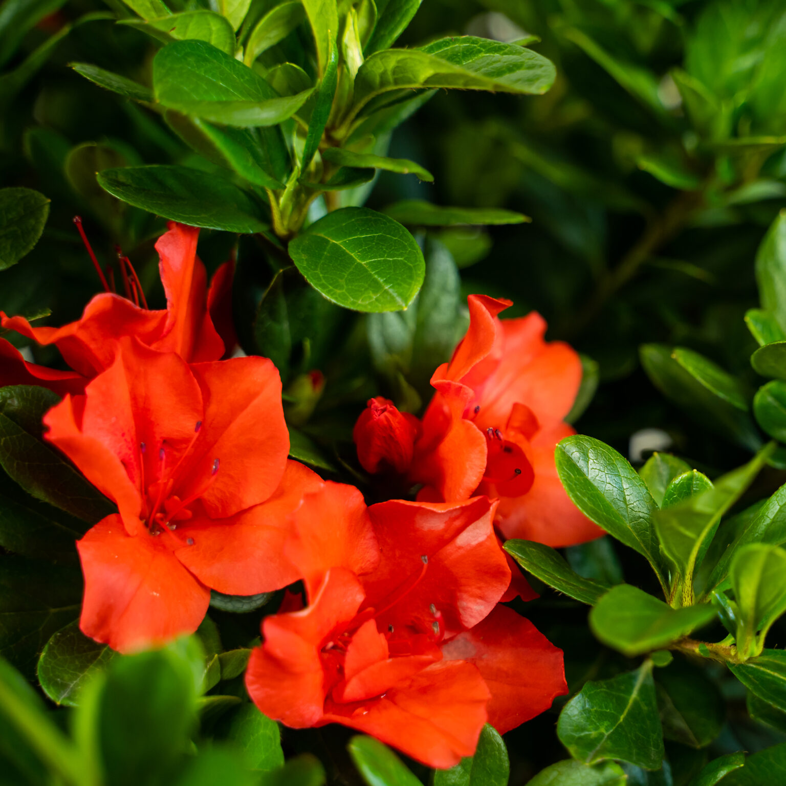 Autumn Sunset Encore Azaleas For Sale | The Tree Center