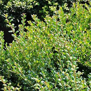 Compact Japanese Holly For Sale Online | The Tree Center