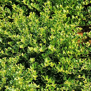 Compact Japanese Holly For Sale Online | The Tree Center