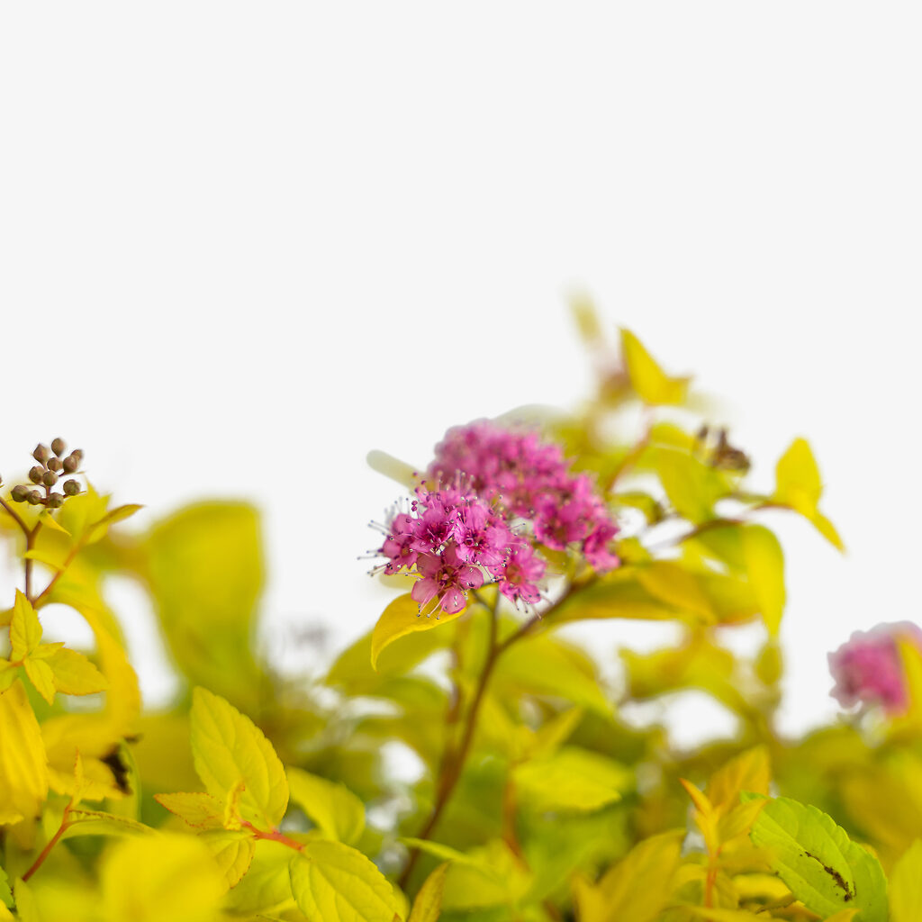 Gold Mound Spirea Shrubs For Sale Online The Tree Center