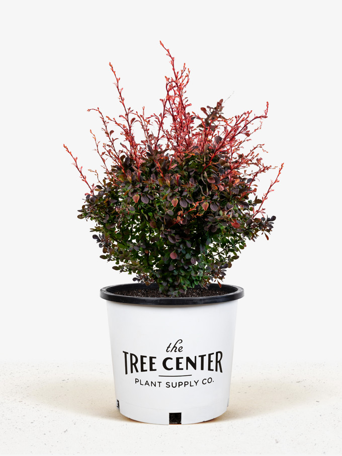 Barberry Bush Shrubs For Sale Online | The Tree Center