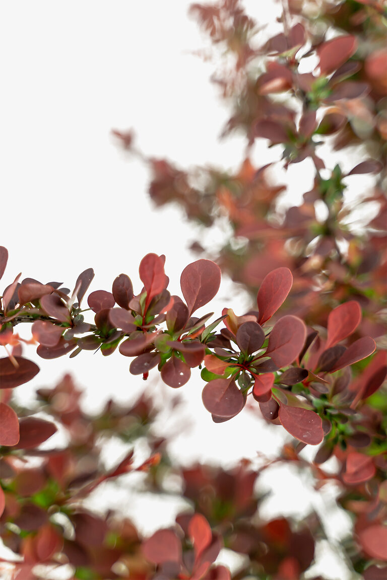 Rose Glow, Rosy Glow Barberry | The Tree Center