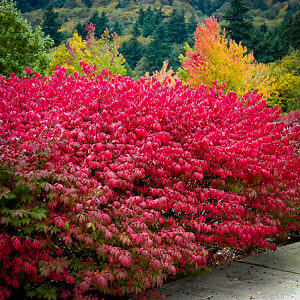 Dwarf Compact Burning Bush For Sale | The Tree Center