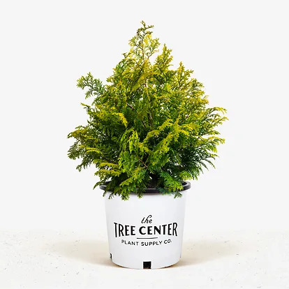 Golden Hinoki Cypress Trees For Sale | The Tree Center