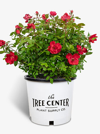 Red Knock Out® Rose