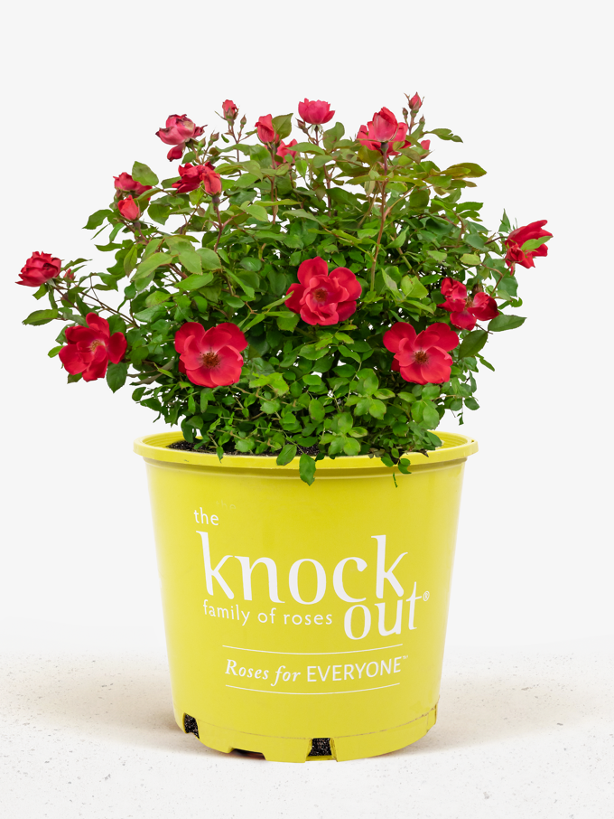 Red Double Knockout Rose For Sale Online | The Tree Center