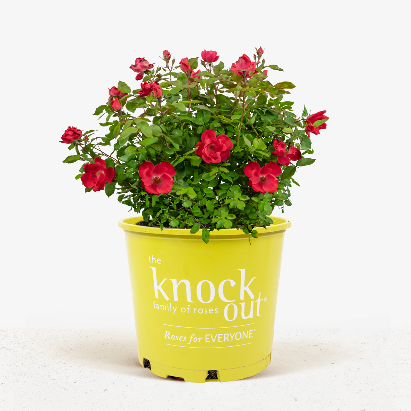 Red Knockout Rose Bushes For Sale Online | The Tree Center