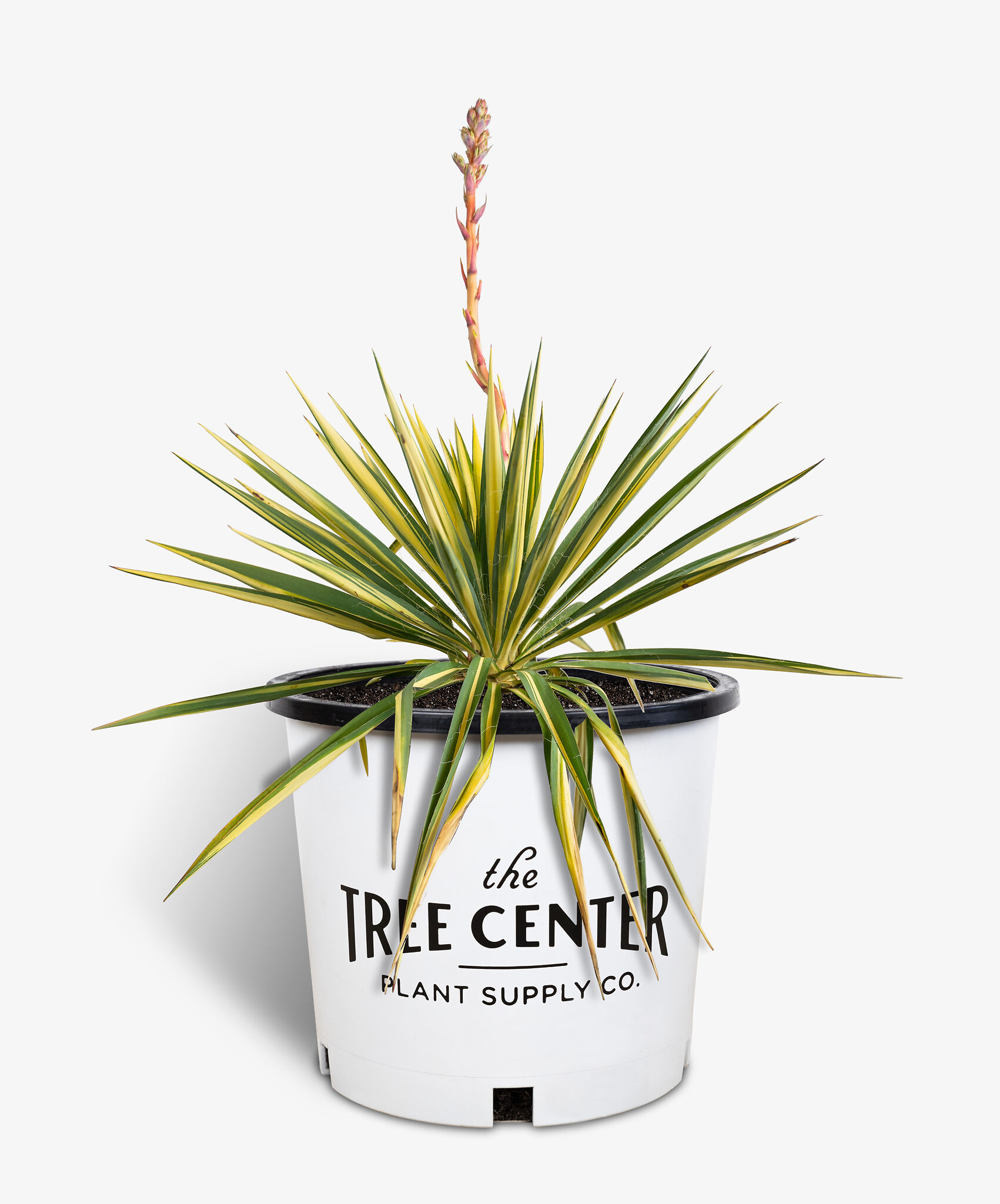 Color Guard Yucca Plants For Sale Online The Tree Center   Color Guard Yucca 5G 01.1 Copy 1701x2048 