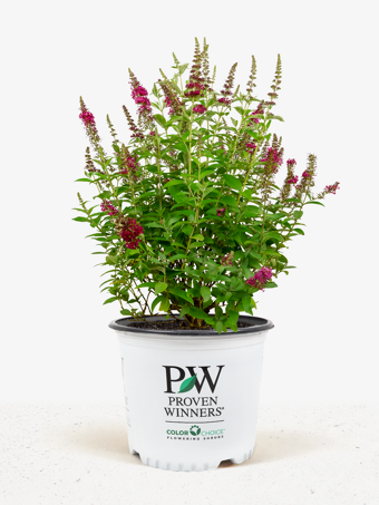 Miss Molly Butterfly Bush For Sale Online