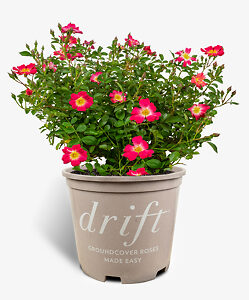 Pink Drift Rose Bushes For Sale Online | The Tree Center