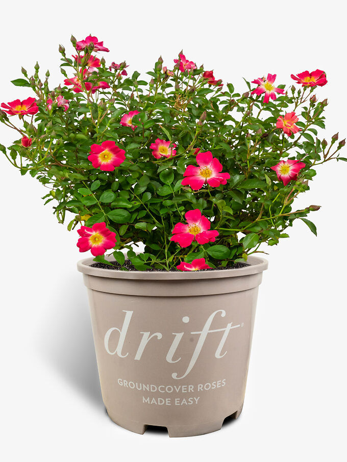 Popcorn Drift Rose Bushes For Sale Online | The Tree Center