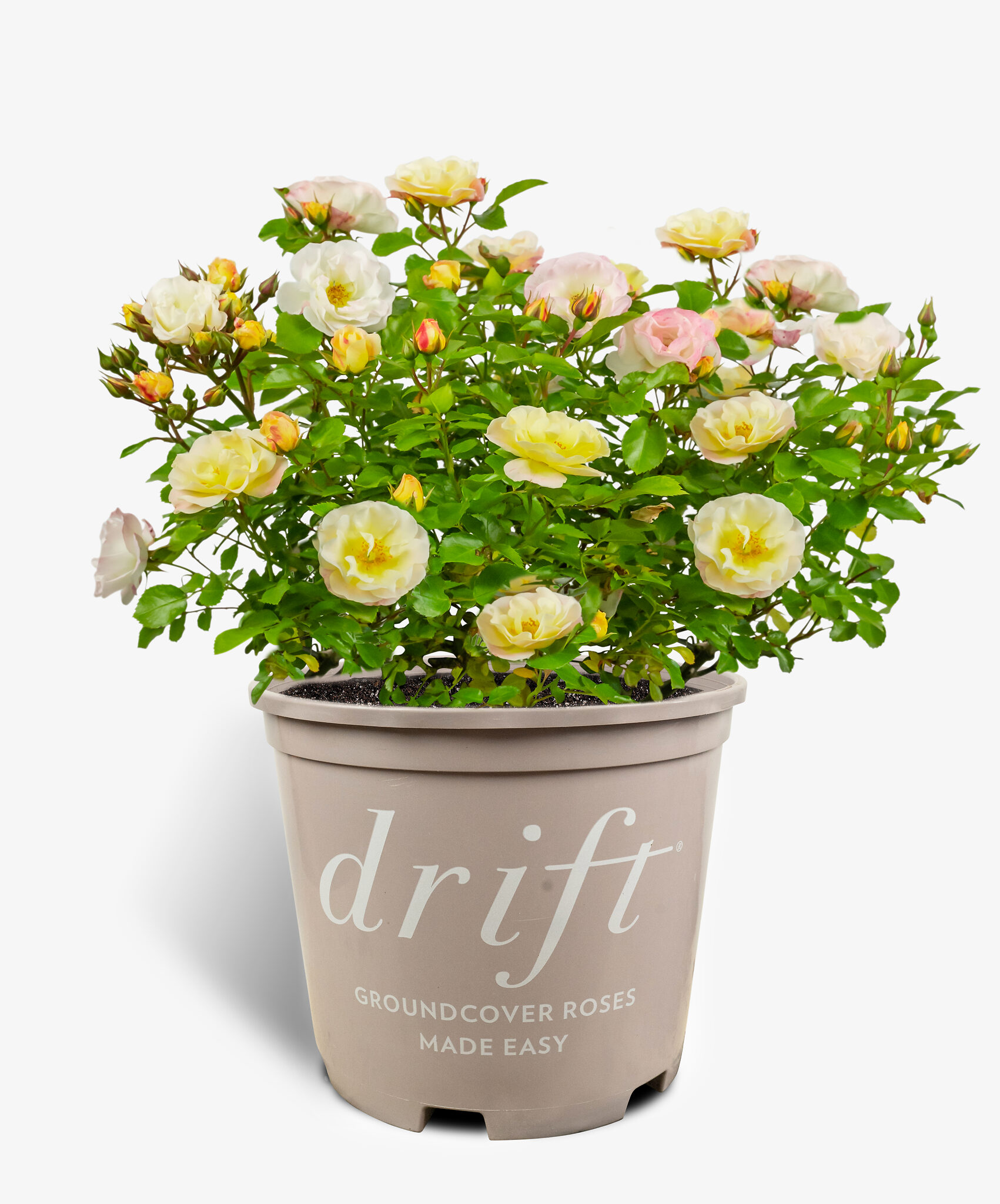 Popcorn Drift Rose Bushes For Sale Online The Tree Center