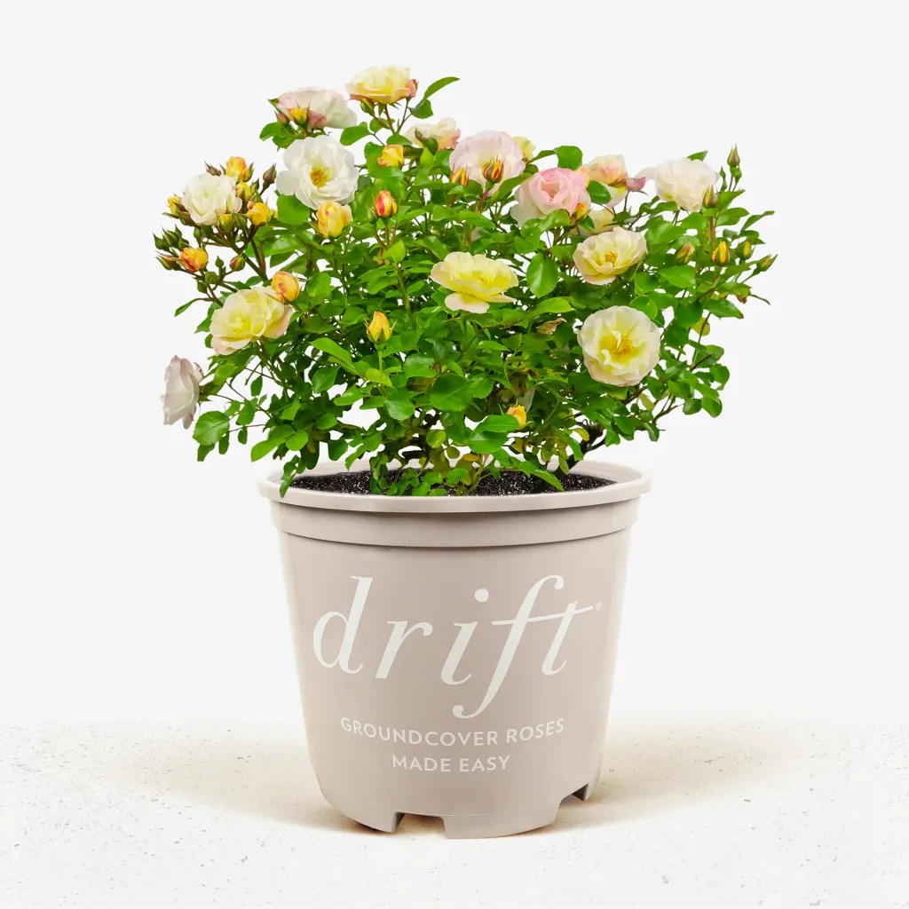 Popcorn Drift Rose Bushes For Sale Online | The Tree Center