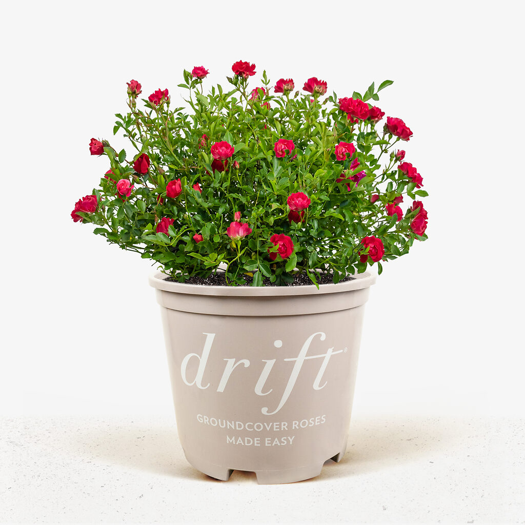 Red Drift Rose Bushes For Sale Online 