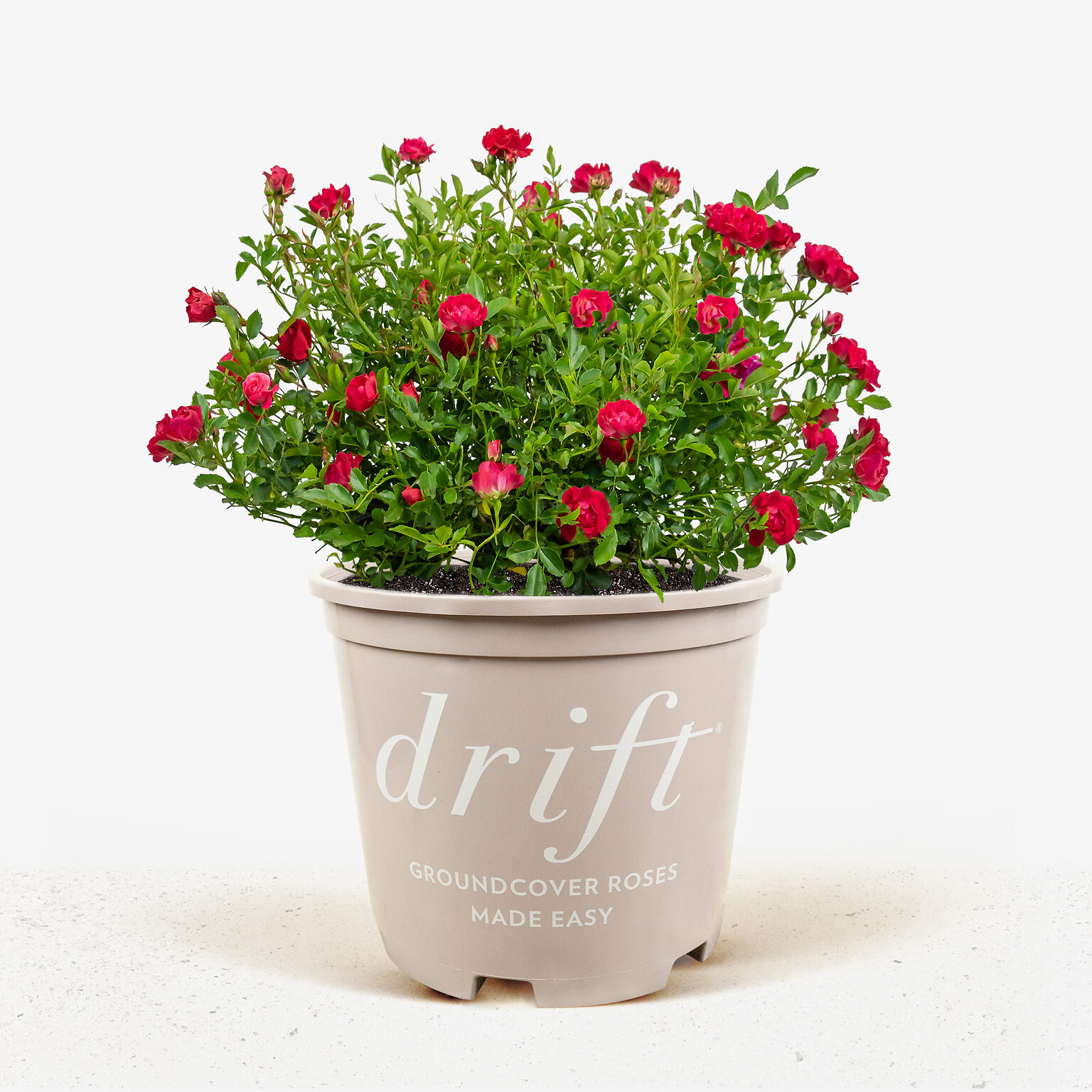 Red Drift Rose Bushes For Sale Online | The Tree Center