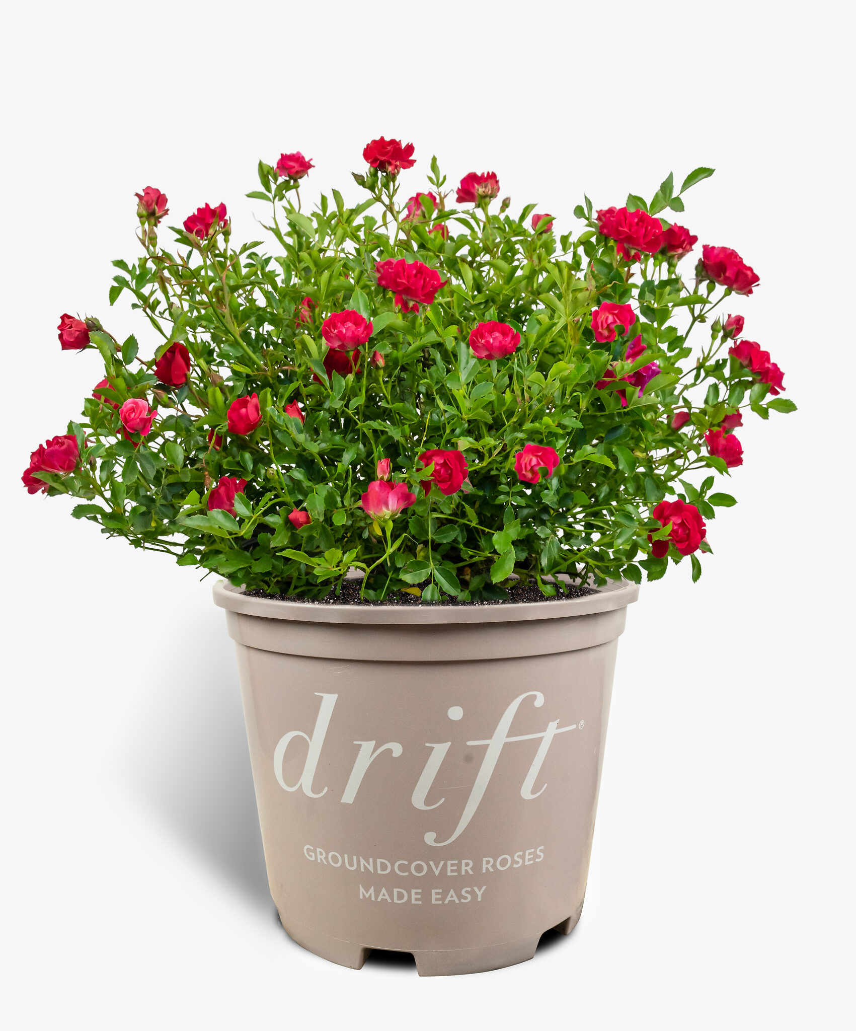 Red Drift Rose Bushes For Sale Online | The Tree Center