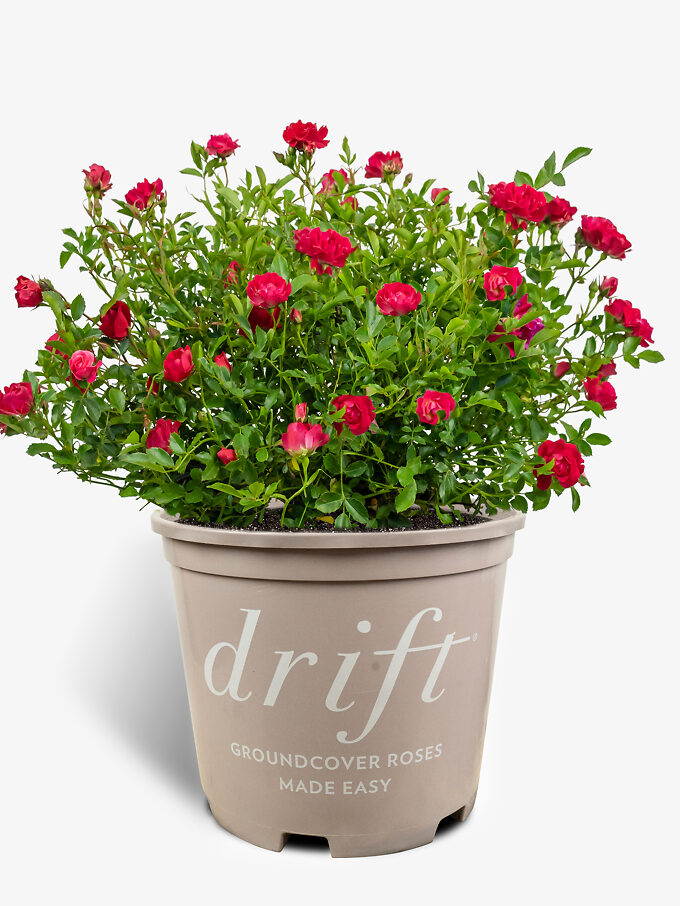 Popcorn Drift Rose Bushes For Sale Online 