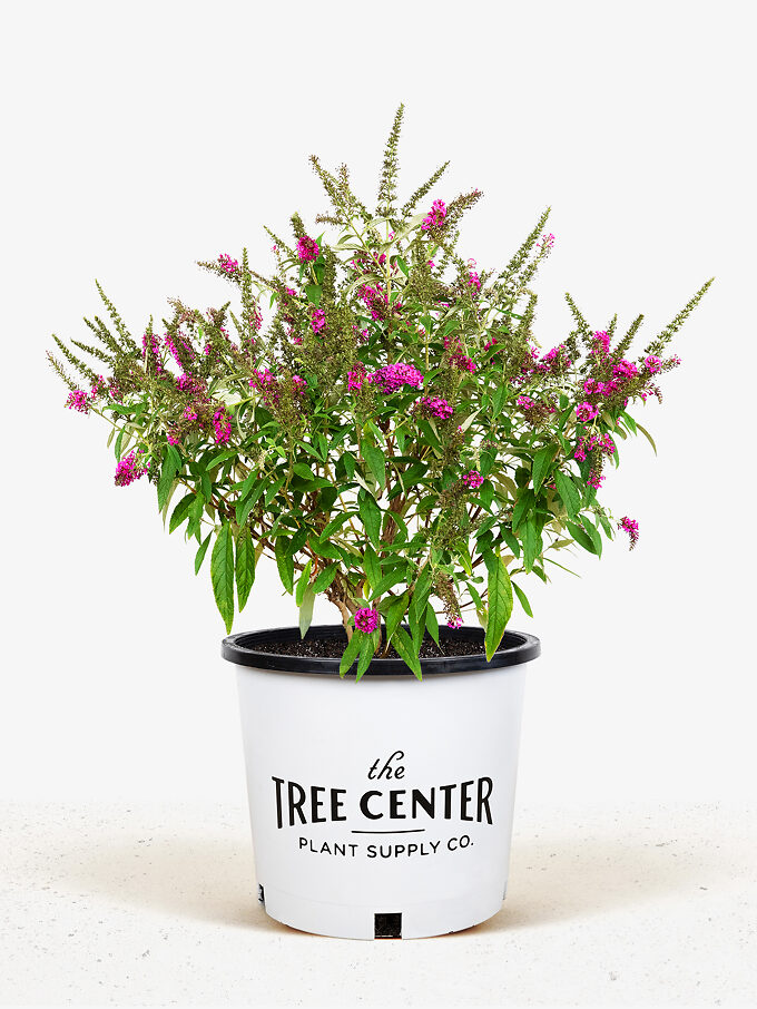 Royal Red Butterfly Bush For Sale The Tree Center
